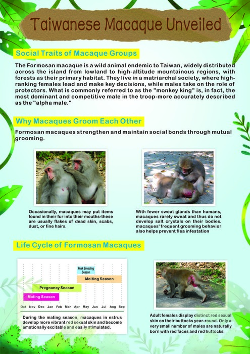 Taiwanese Macaque Unveiled圖片