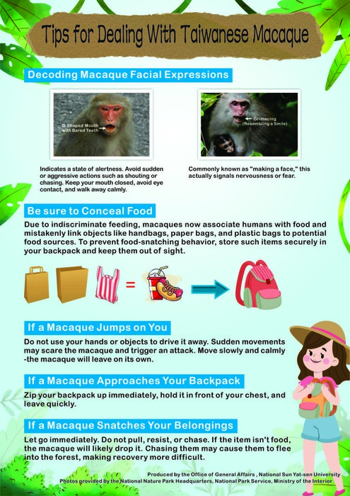 Taiwanese Macaque Unveiled圖片