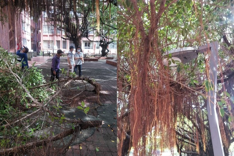 管院移除低矮樹枝圖片