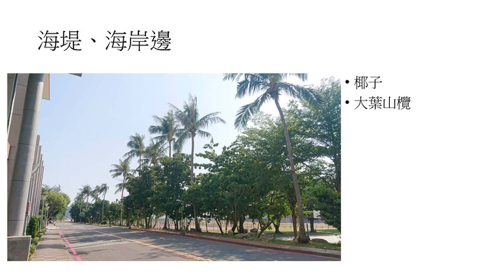 配合校園環境永續政策，校園內種植耐旱植物圖片