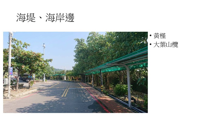 配合校園環境永續政策，校園內種植耐旱植物圖片