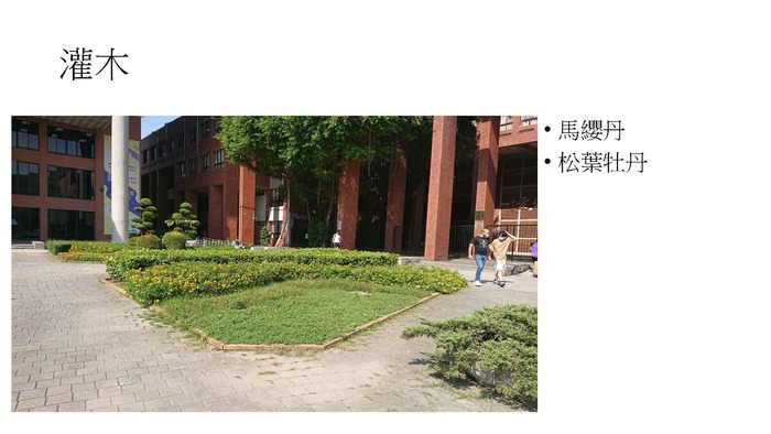配合校園環境永續政策，校園內種植耐旱植物圖片