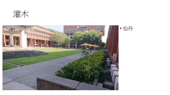 配合校園環境永續政策，校園內種植耐旱植物圖片