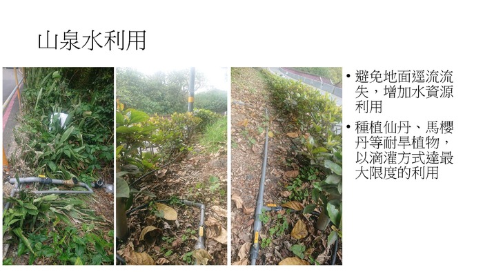 配合校園環境永續政策，校園內種植耐旱植物圖片